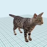 American Short hair - Thumbnail 2