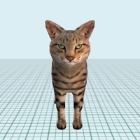 American Short hair - Thumbnail 3