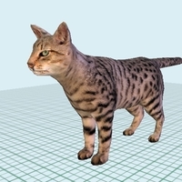 American Short hair - Thumbnail 4