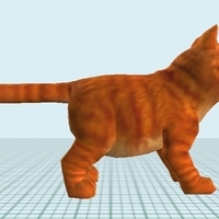 American Short hair Male - Thumbnail 1