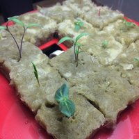 Seed starter for AeroGarden 3 and rockwool cubes - Thumbnail 3