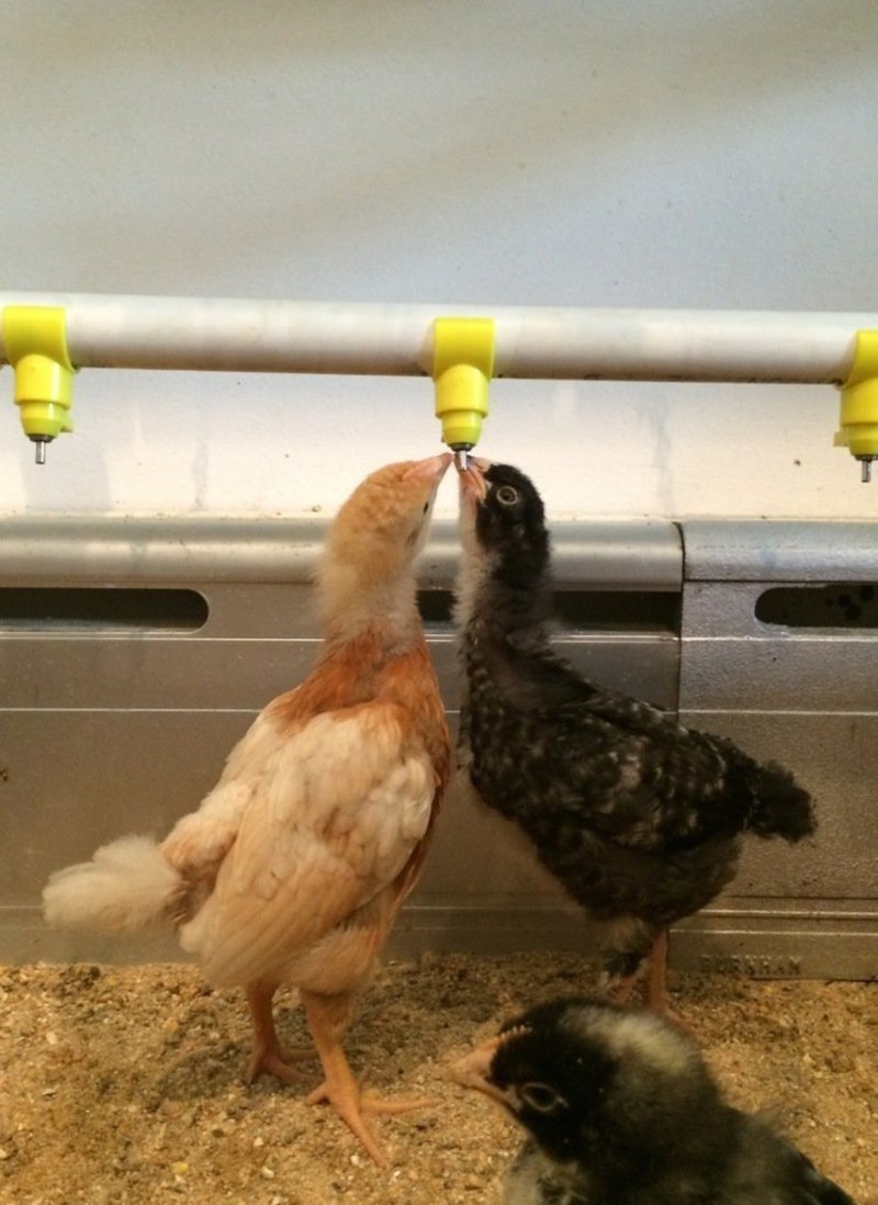 Chicken Watering System