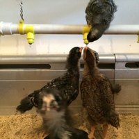 Chicken Watering System - Thumbnail 4