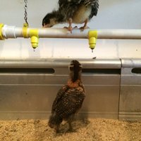 Chicken Watering System - Thumbnail 5