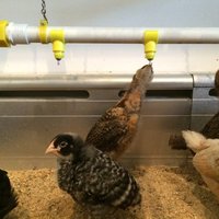 Chicken Watering System - Thumbnail 6