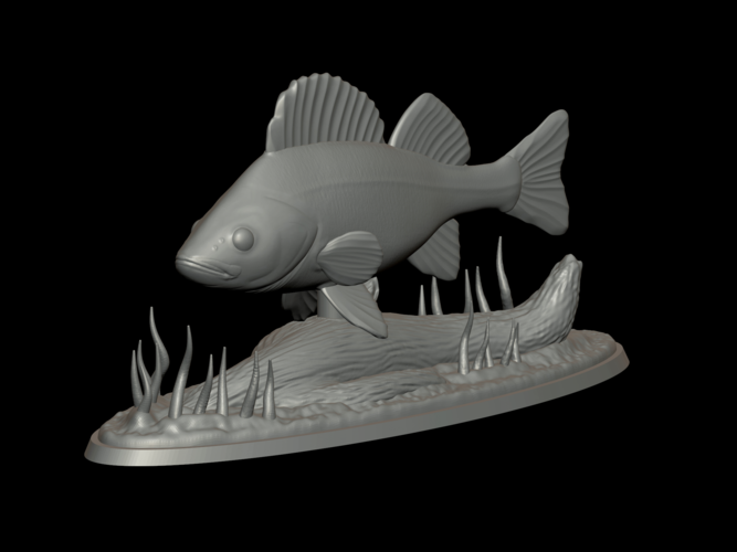 big perch underwater statue detailed texture for 3d printing  3D Print 517118