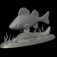 big perch underwater statue detailed texture for 3d printing  - Thumbnail 1
