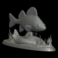 big perch underwater statue detailed texture for 3d printing  - Thumbnail 2