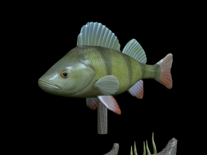 big perch underwater statue detailed texture for 3d printing  3D Print 517126