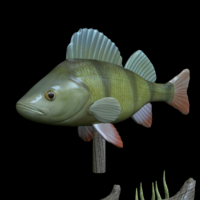 big perch underwater statue detailed texture for 3d printing  - Thumbnail 9