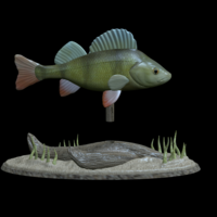big perch underwater statue detailed texture for 3d printing  - Thumbnail 11