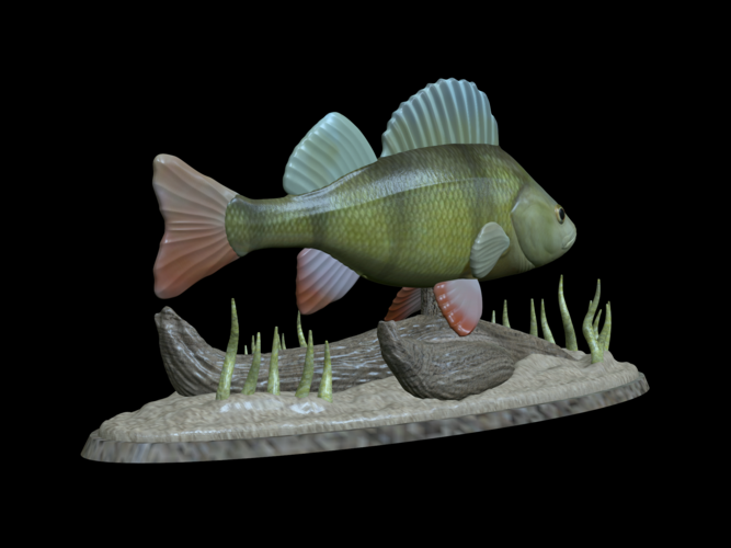 big perch underwater statue detailed texture for 3d printing  3D Print 517129