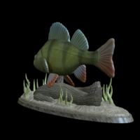 big perch underwater statue detailed texture for 3d printing  - Thumbnail 13
