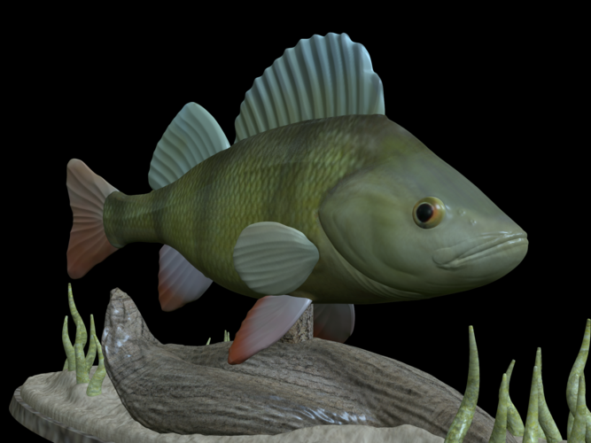 big perch underwater statue detailed texture for 3d printing  3D Print 517131