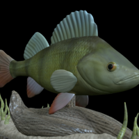 Small big perch underwater statue detailed texture for 3d printing  3D Printing 517131