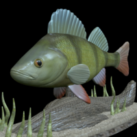 big perch underwater statue detailed texture for 3d printing  - Thumbnail 15