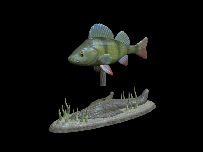 big perch underwater statue detailed texture for 3d printing  3D Print 517133