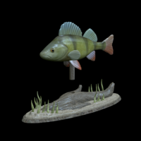 big perch underwater statue detailed texture for 3d printing  - Thumbnail 16