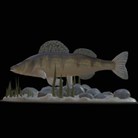  zander underwater statue detailed texture for 3d printing  - Thumbnail 1