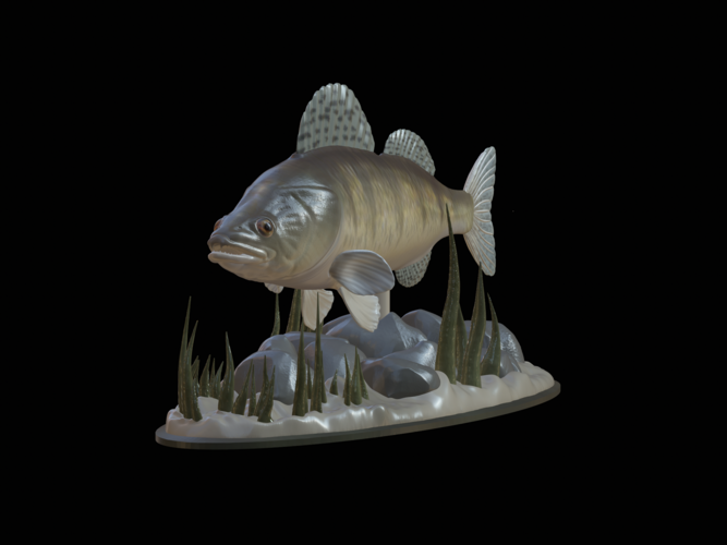  zander underwater statue detailed texture for 3d printing  3D Print 517135