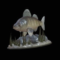  zander underwater statue detailed texture for 3d printing  - Thumbnail 2