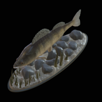  zander underwater statue detailed texture for 3d printing  - Thumbnail 3