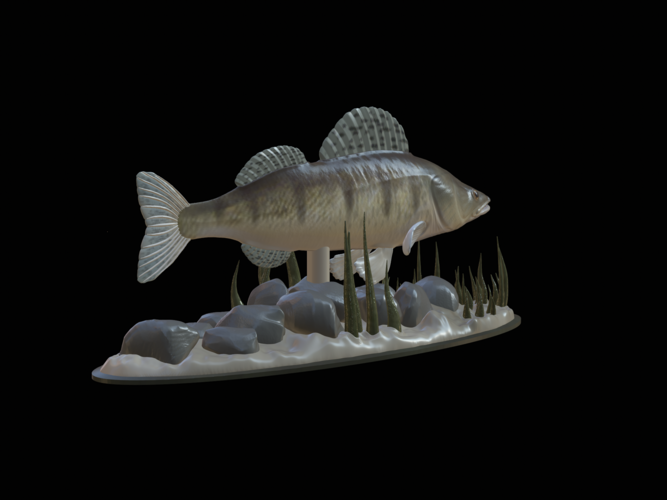  zander underwater statue detailed texture for 3d printing  3D Print 517137