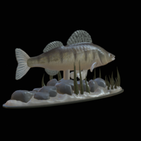  zander underwater statue detailed texture for 3d printing  - Thumbnail 4