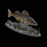  zander underwater statue detailed texture for 3d printing  - Thumbnail 5