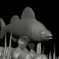  zander underwater statue detailed texture for 3d printing  - Thumbnail 6
