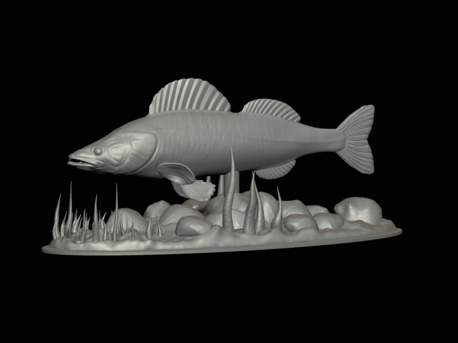  zander underwater statue detailed texture for 3d printing  3D Print 517140