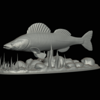  zander underwater statue detailed texture for 3d printing  - Thumbnail 7