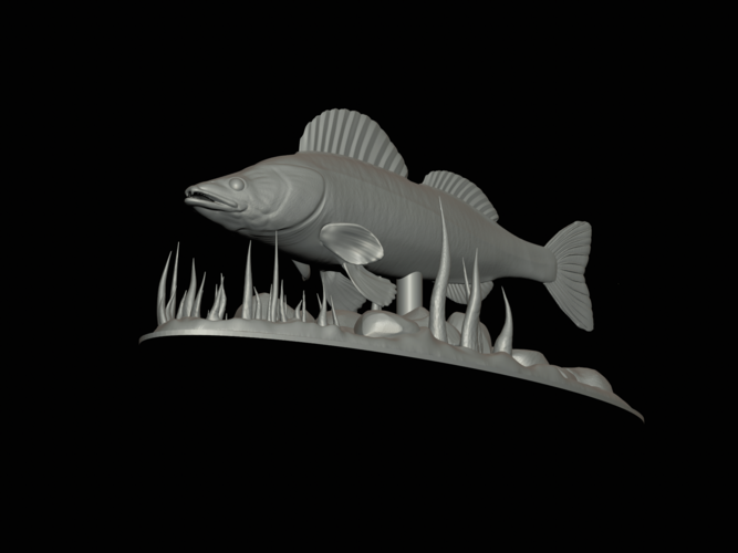  zander underwater statue detailed texture for 3d printing  3D Print 517141