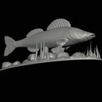  zander underwater statue detailed texture for 3d printing  - Thumbnail 9