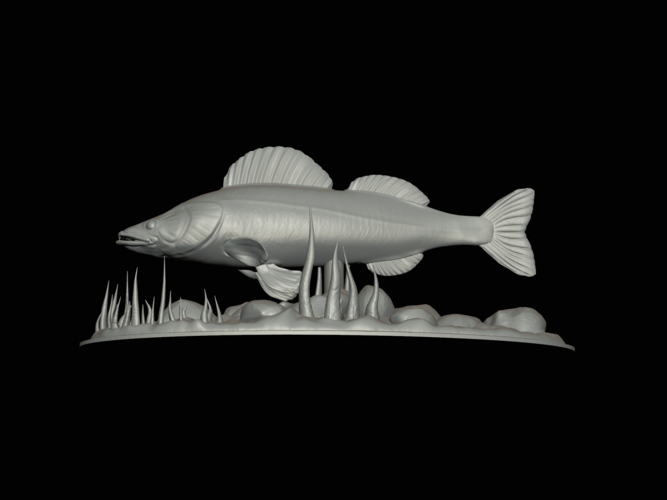  zander underwater statue detailed texture for 3d printing  3D Print 517144