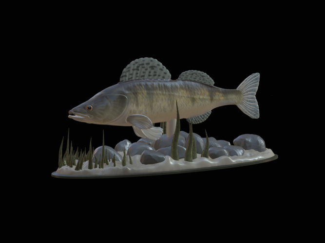  zander underwater statue detailed texture for 3d printing  3D Print 517146