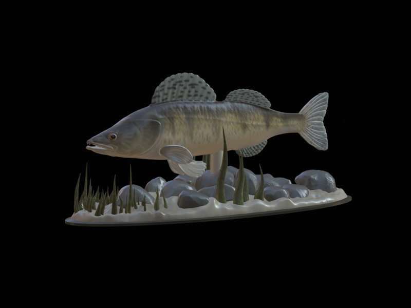  zander underwater statue detailed texture for 3d printing 
