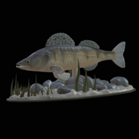 Small  zander underwater statue detailed texture for 3d printing  3D Printing 517146