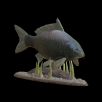 Small carp underwater statue detailed texture for 3d printing 3D Printing 517147