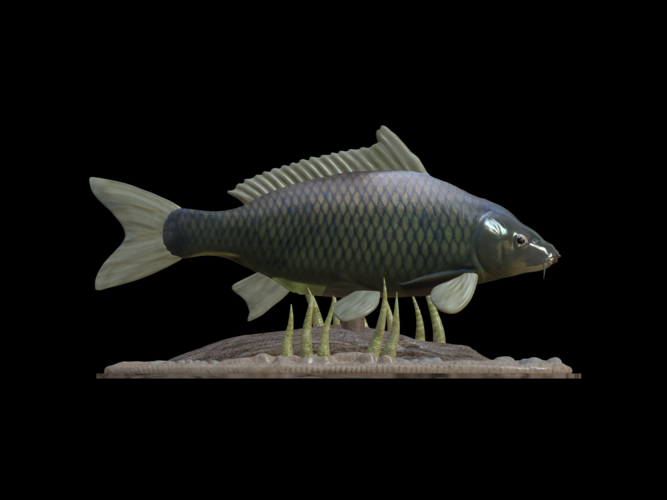 carp underwater statue detailed texture for 3d printing 3D Print 517148