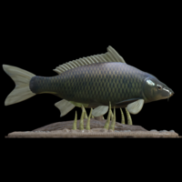 carp underwater statue detailed texture for 3d printing - Thumbnail 2