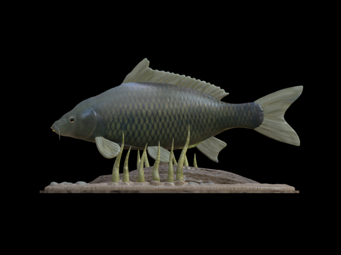 carp underwater statue detailed texture for 3d printing 3D Print 517149