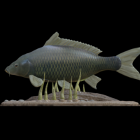 carp underwater statue detailed texture for 3d printing - Thumbnail 3
