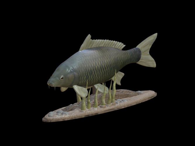 carp underwater statue detailed texture for 3d printing 3D Print 517154