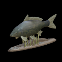 carp underwater statue detailed texture for 3d printing - Thumbnail 8