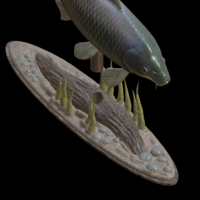 carp underwater statue detailed texture for 3d printing - Thumbnail 9