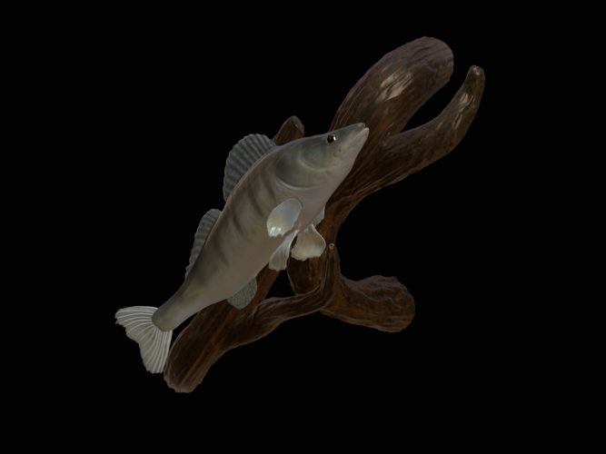 zander / pikeperch underwater statue on the wall  3D Print 517174