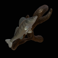 zander / pikeperch underwater statue on the wall  - Thumbnail 1