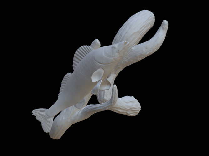 zander / pikeperch underwater statue on the wall  3D Print 517180