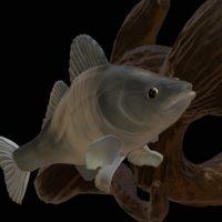 zander / pikeperch underwater statue on the wall  - Thumbnail 8